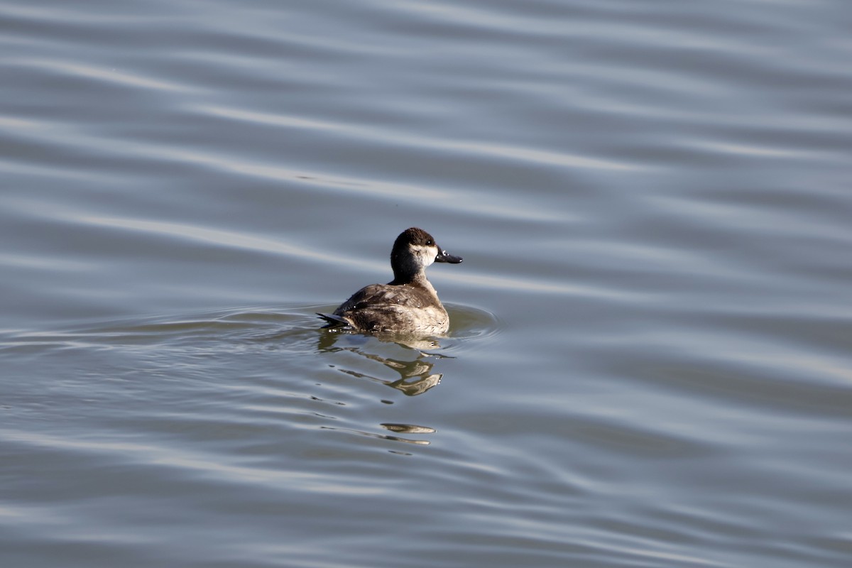 Ruddy Duck - ML645418019