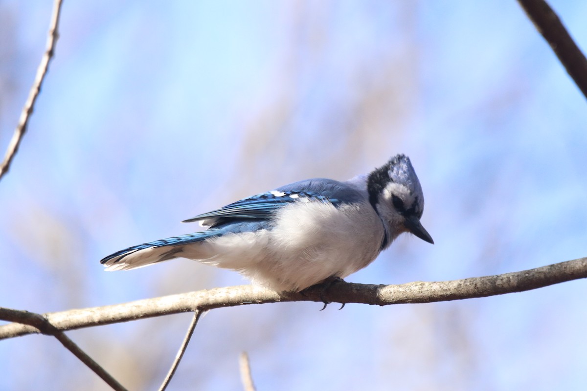 Blue Jay - ML645418021