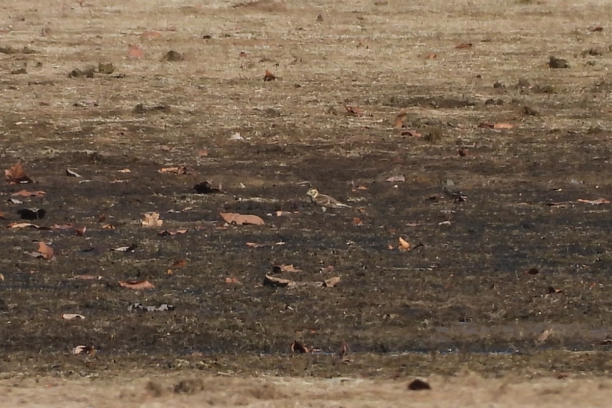 Lapland Longspur - ML645418022