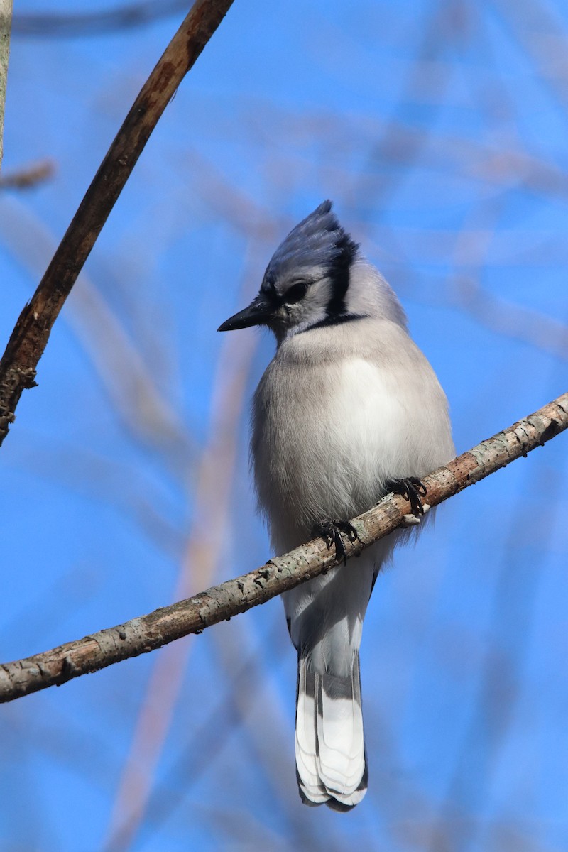 Blue Jay - ML645418023