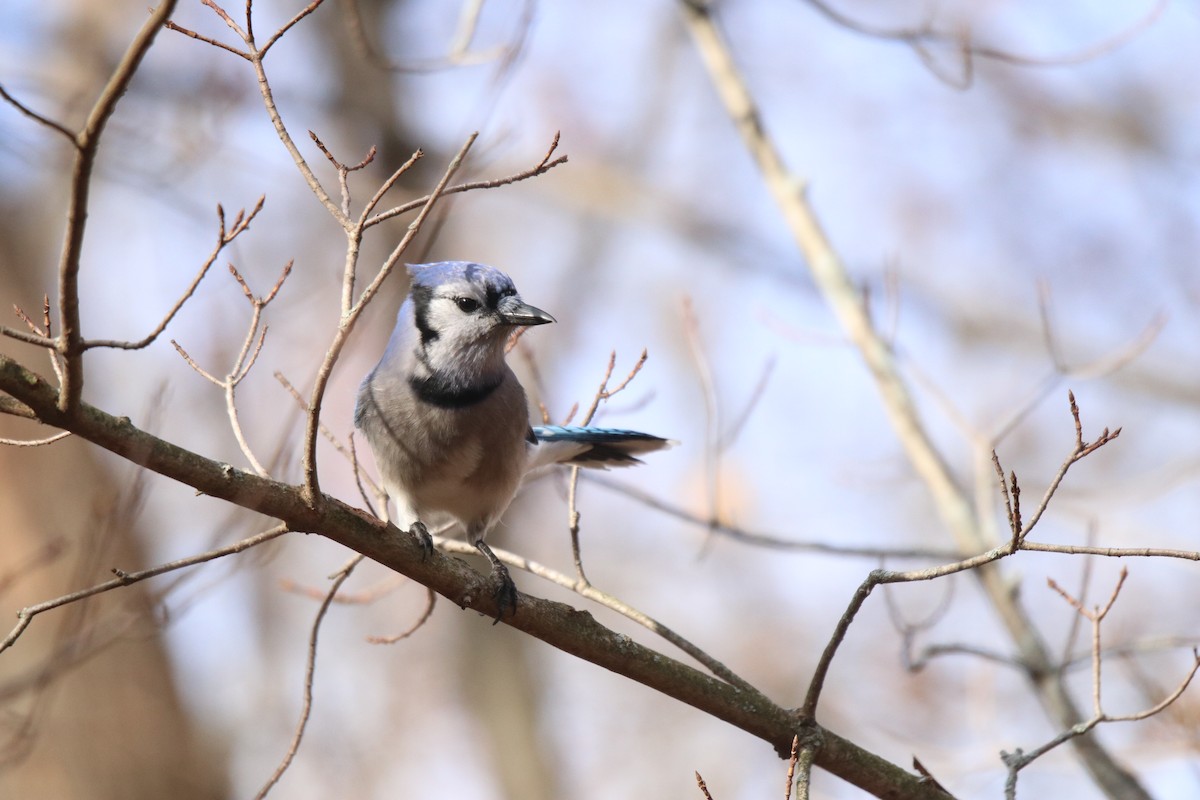 Blue Jay - ML645418024
