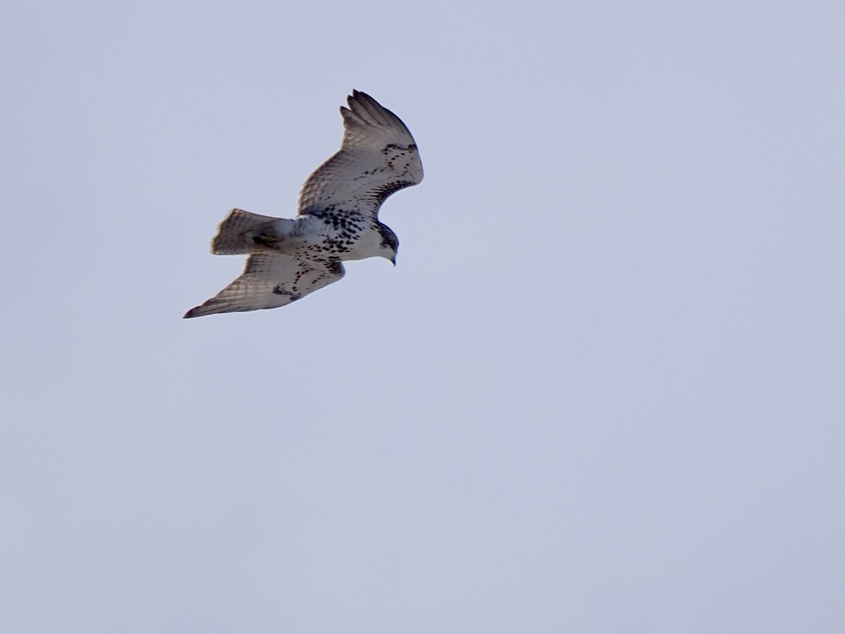 Red-tailed Hawk - ML645418026