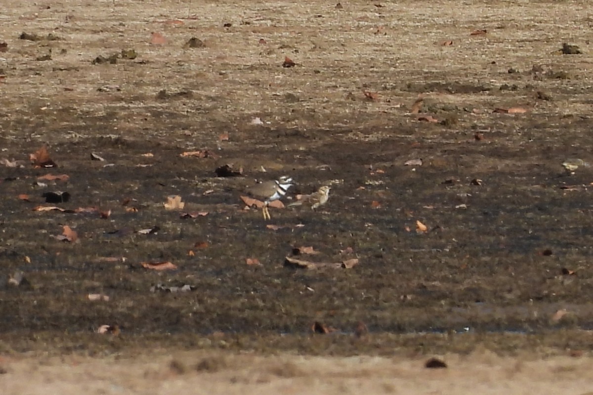 Lapland Longspur - ML645418029