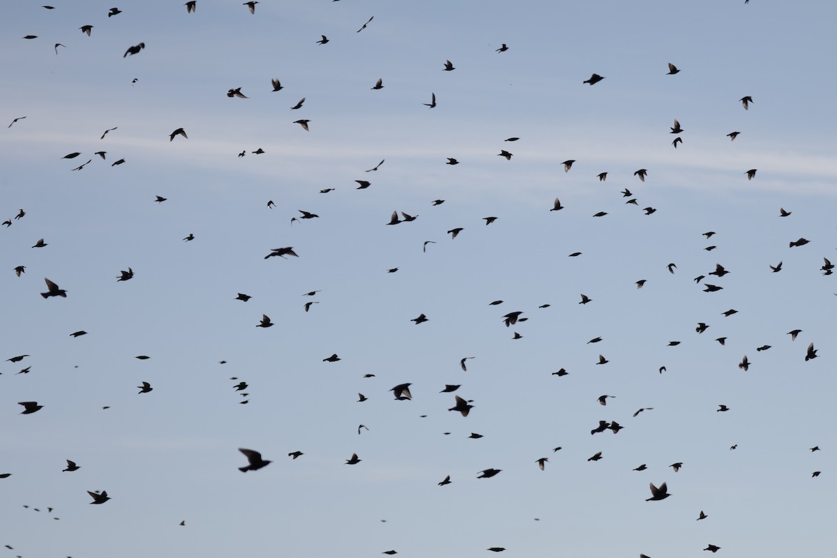 European Starling - ML645418035