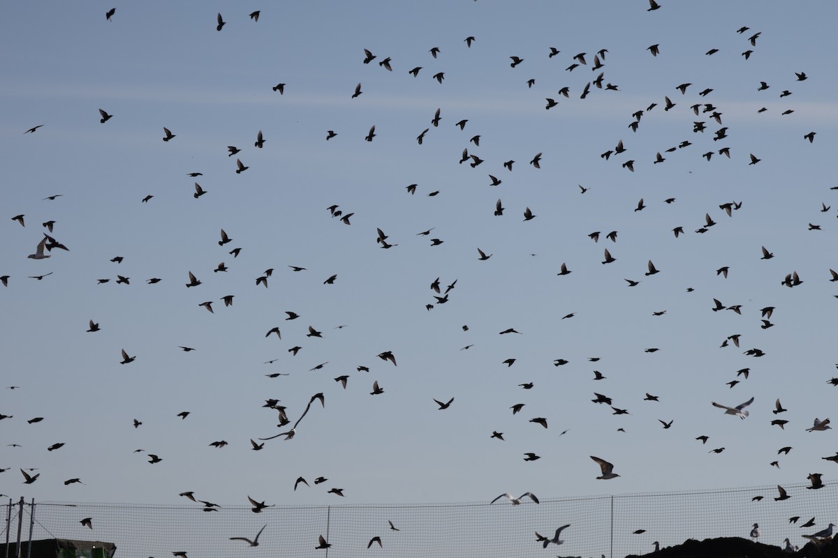 European Starling - ML645418036