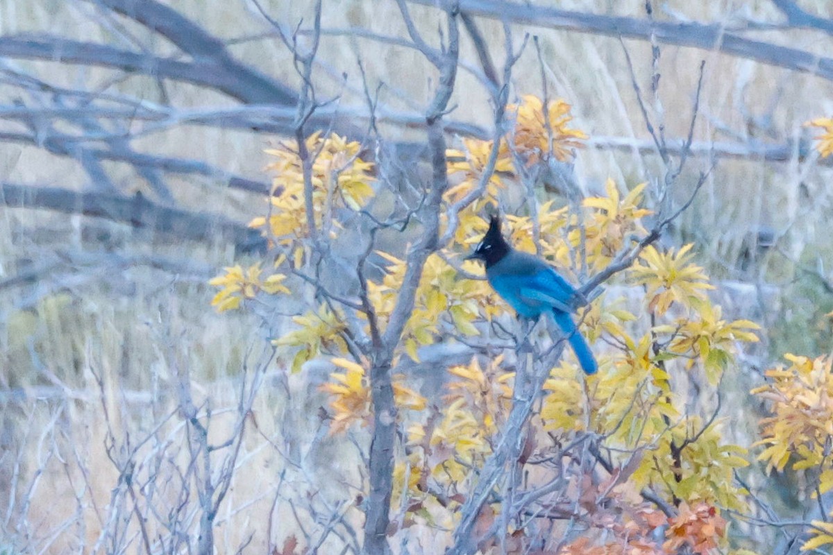 Steller's Jay - ML645418038