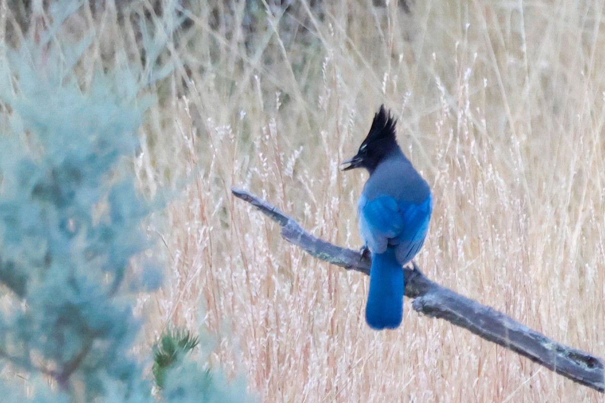 Steller's Jay - ML645418039