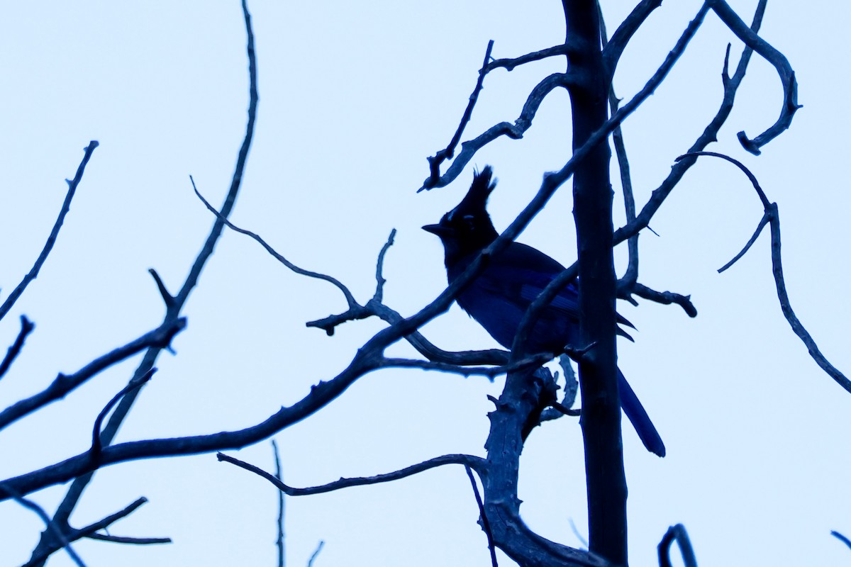 Steller's Jay - ML645418040