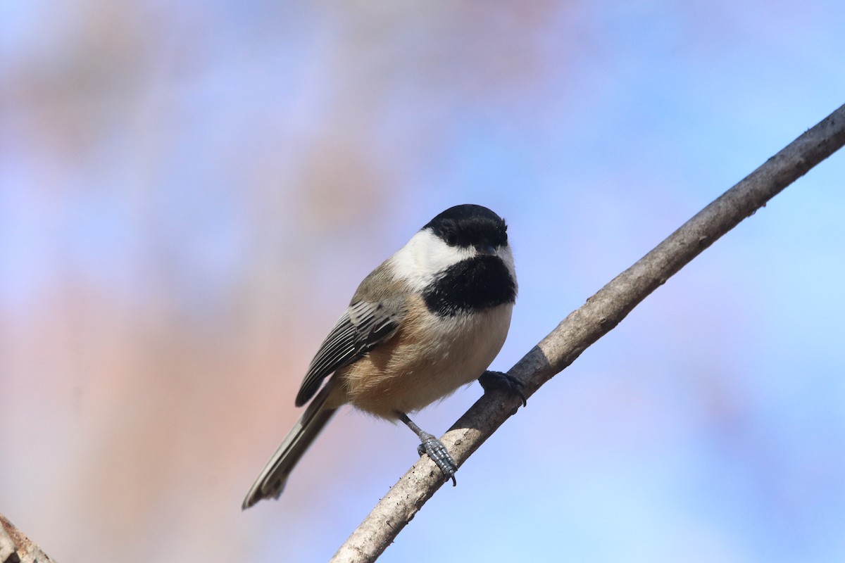 Black-capped Chickadee - ML645418044