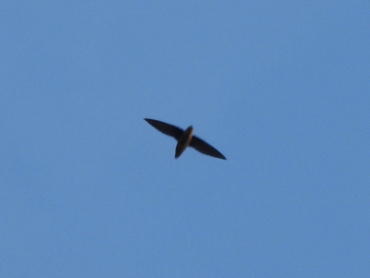 Chimney Swift - ML645418049