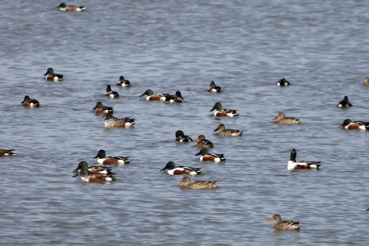Northern Shoveler - ML645418056