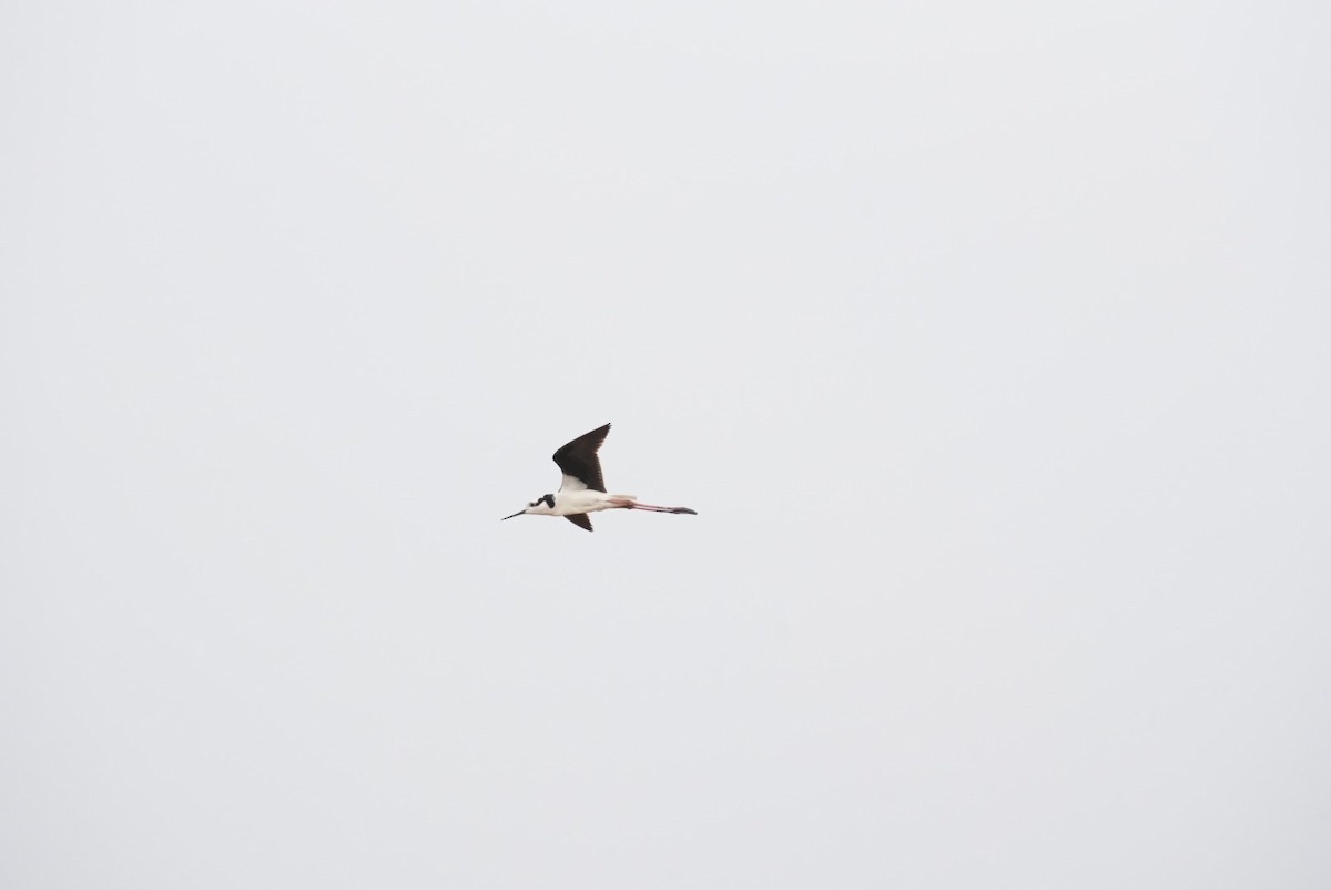 Black-necked Stilt - ML645418057