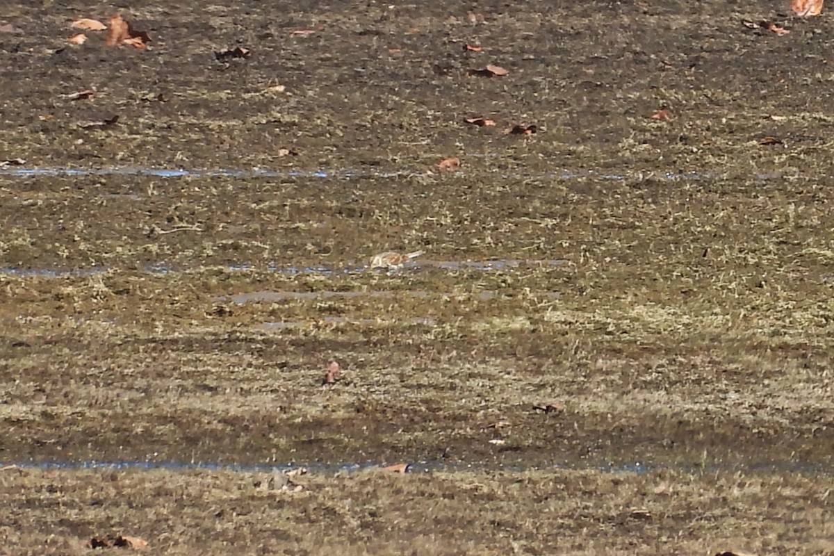 Lapland Longspur - ML645418062