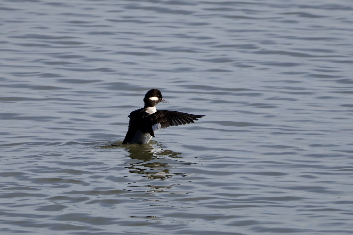 Bufflehead - ML645418065