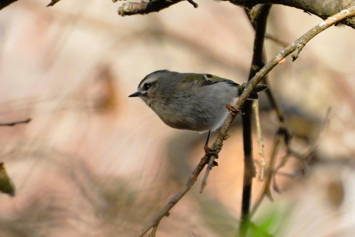 Golden-crowned Kinglet - ML645418073