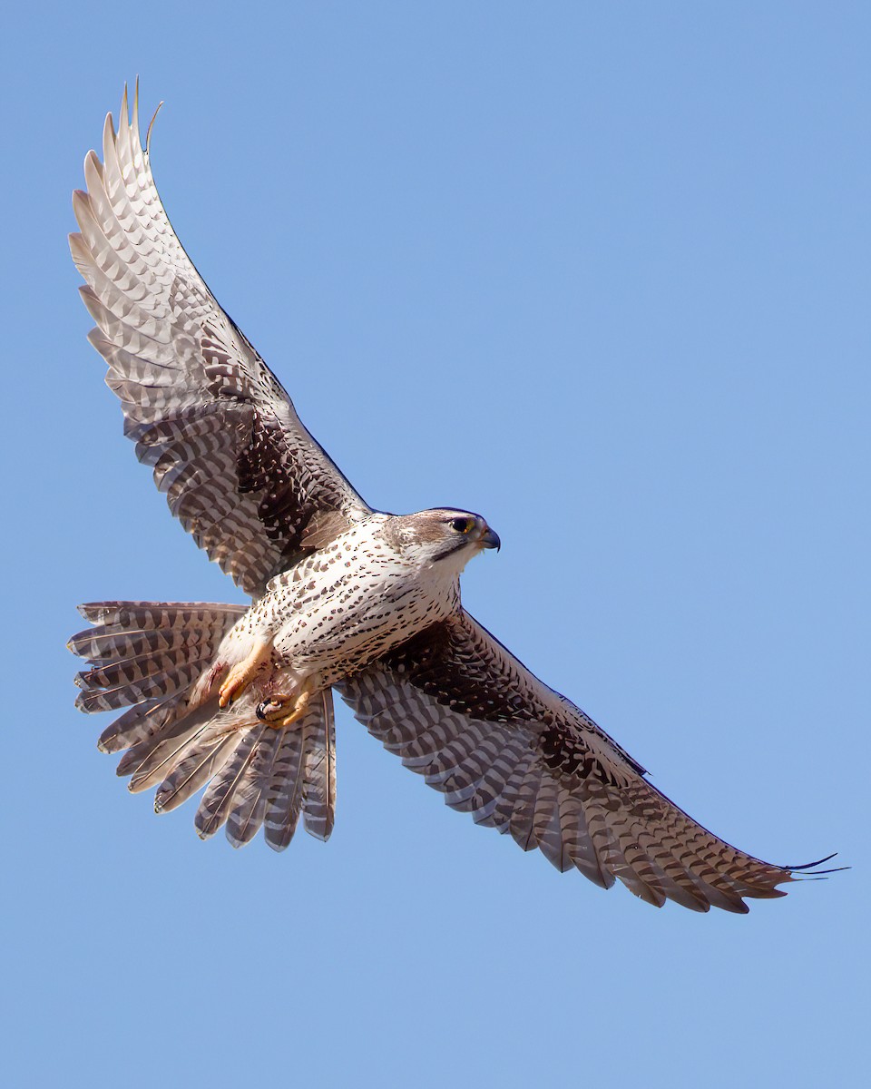 Prairie Falcon - ML645418076