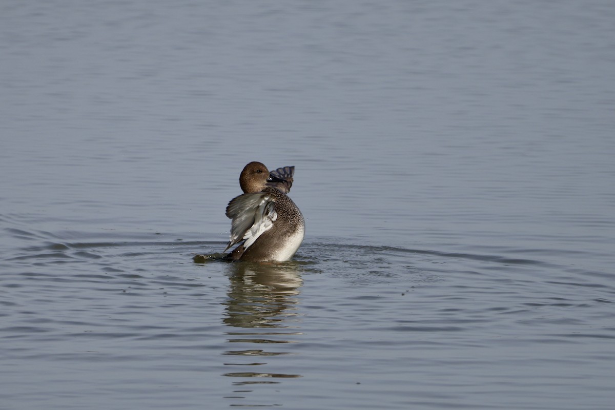 kopřivka obecná - ML645418077