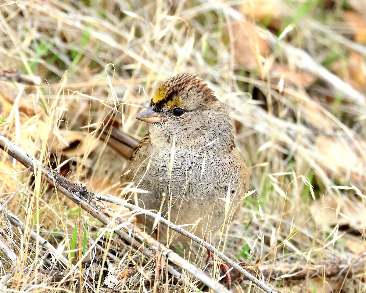 Чернобровая овсянка - ML645418081