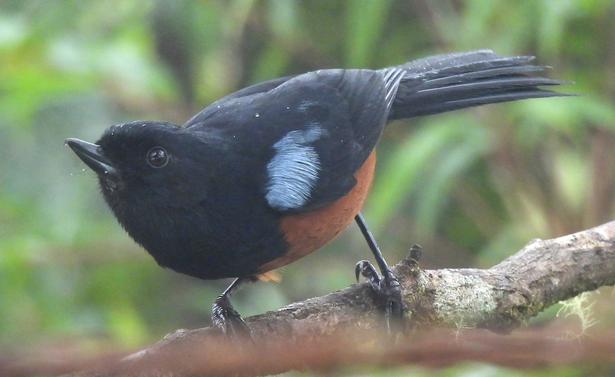 Chestnut-bellied Flowerpiercer - ML645418093