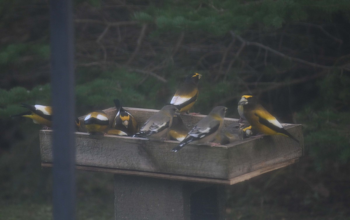 Evening Grosbeak - ML645418094