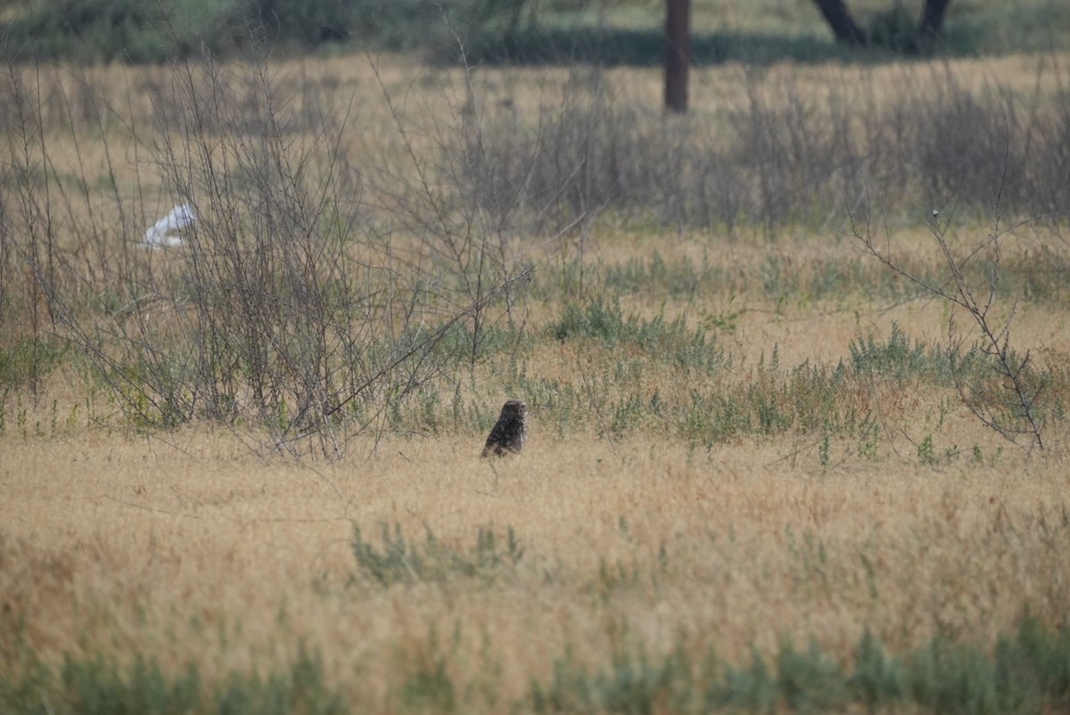Burrowing Owl - ML645418095