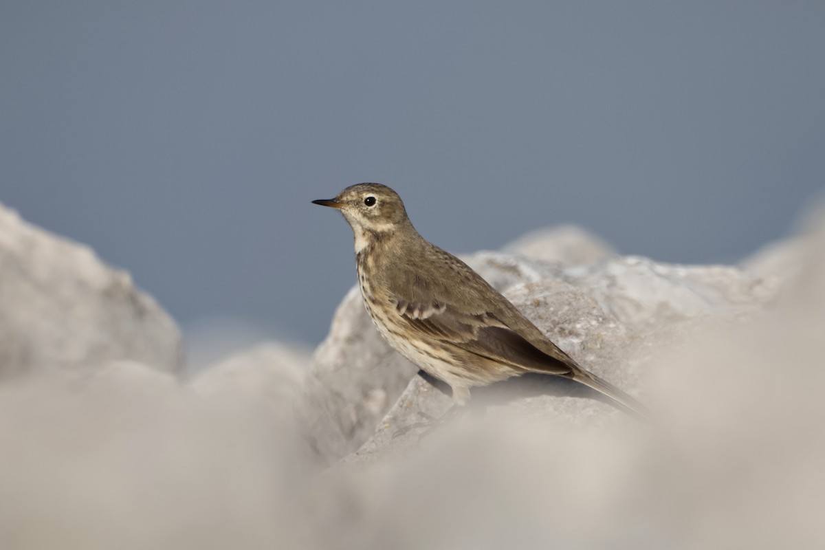 American Pipit - ML645418105
