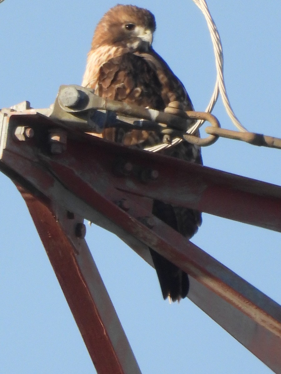Red-tailed Hawk - ML645418109