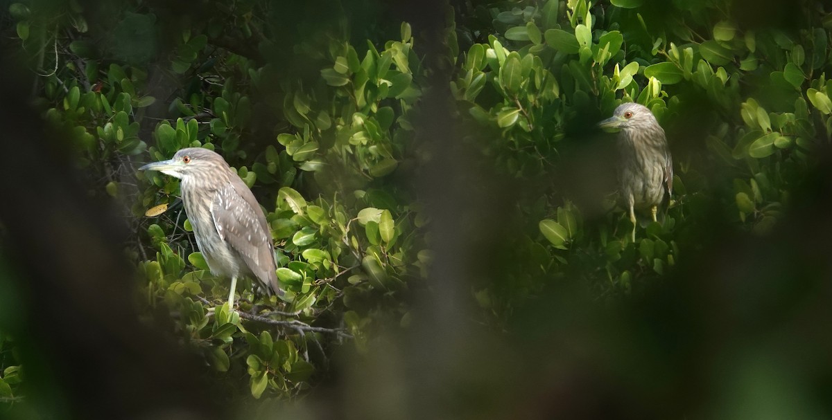 Black-crowned Night Heron - ML645418111