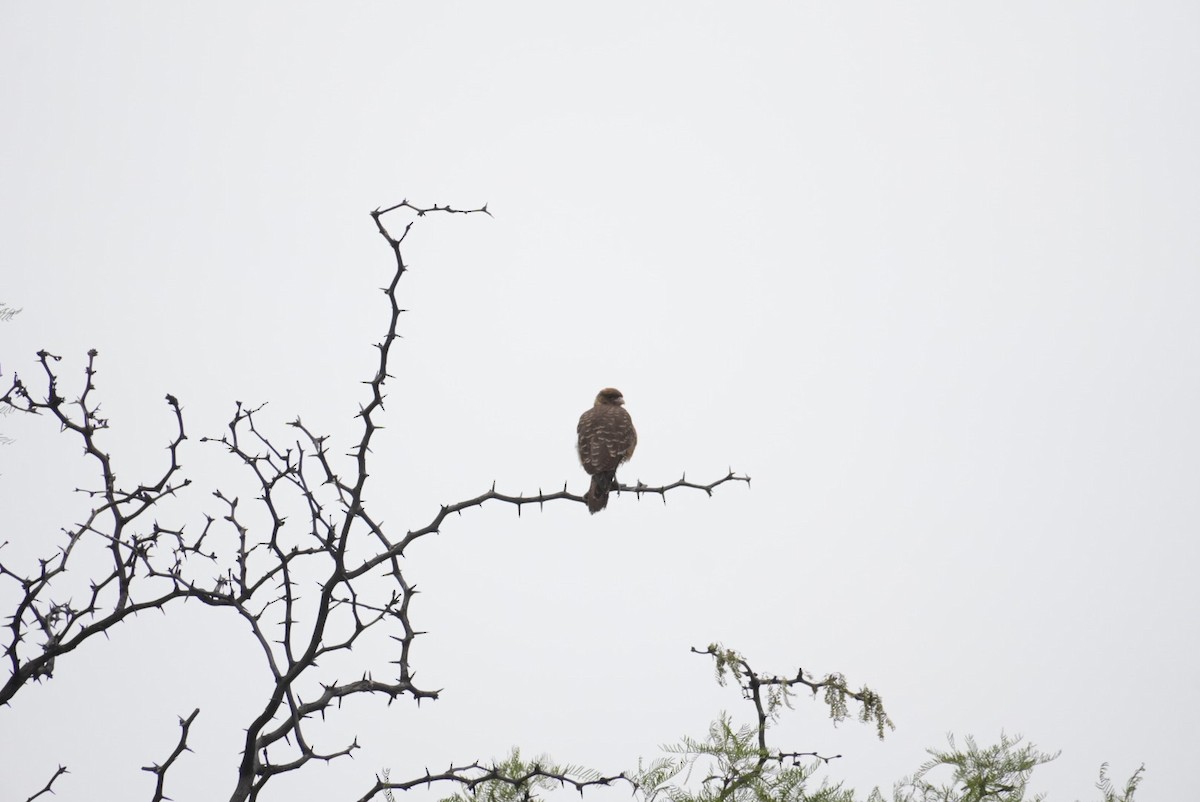 Chimango Caracara - ML645418115