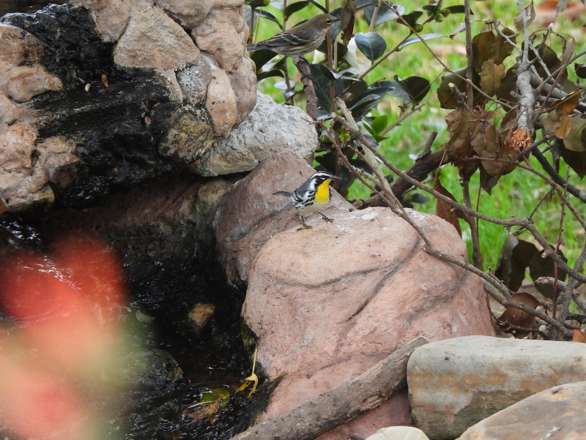 Yellow-throated Warbler - ML645418116