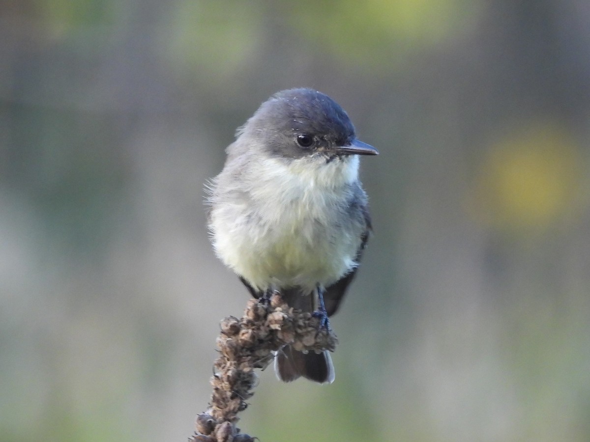 Eastern Phoebe - ML645418117