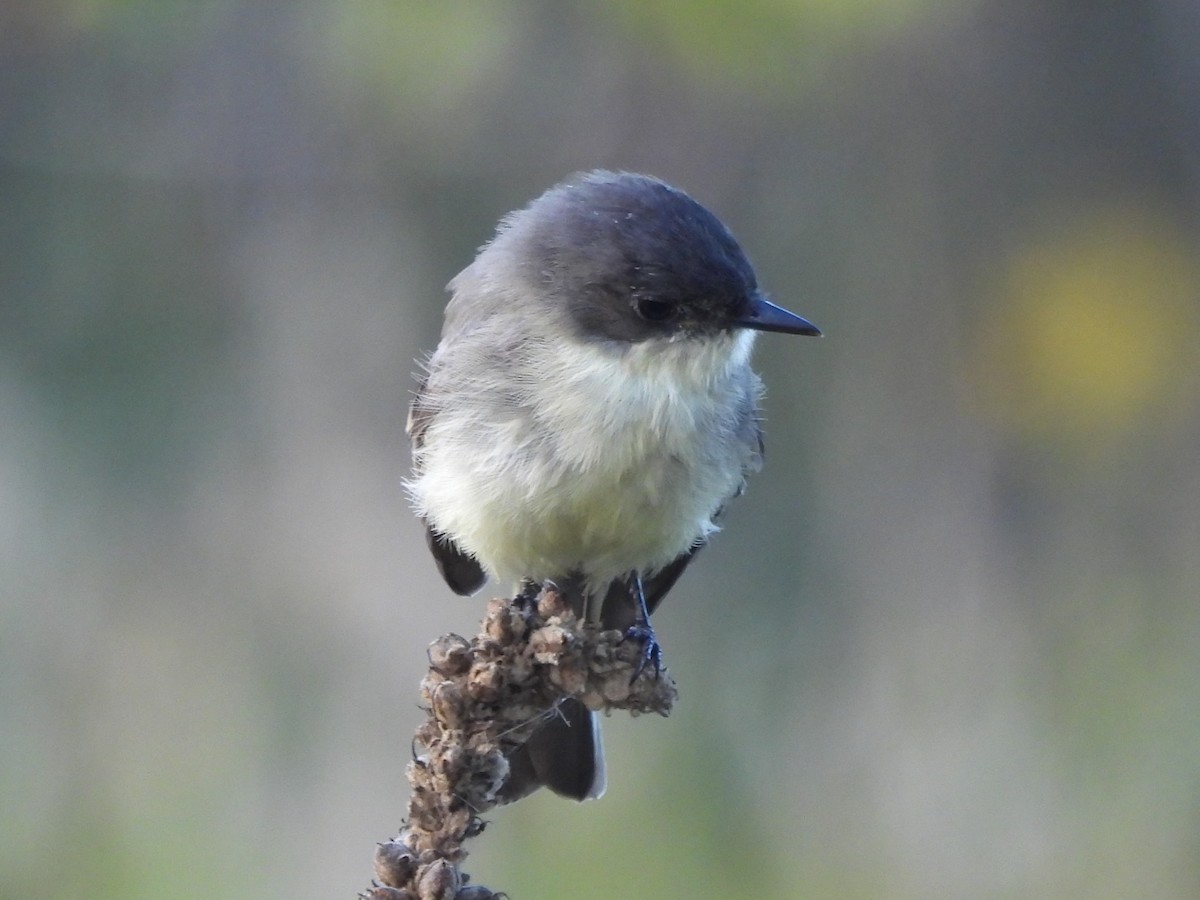 Eastern Phoebe - ML645418118