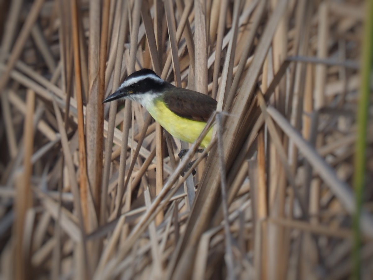 Great Kiskadee - ML645418119