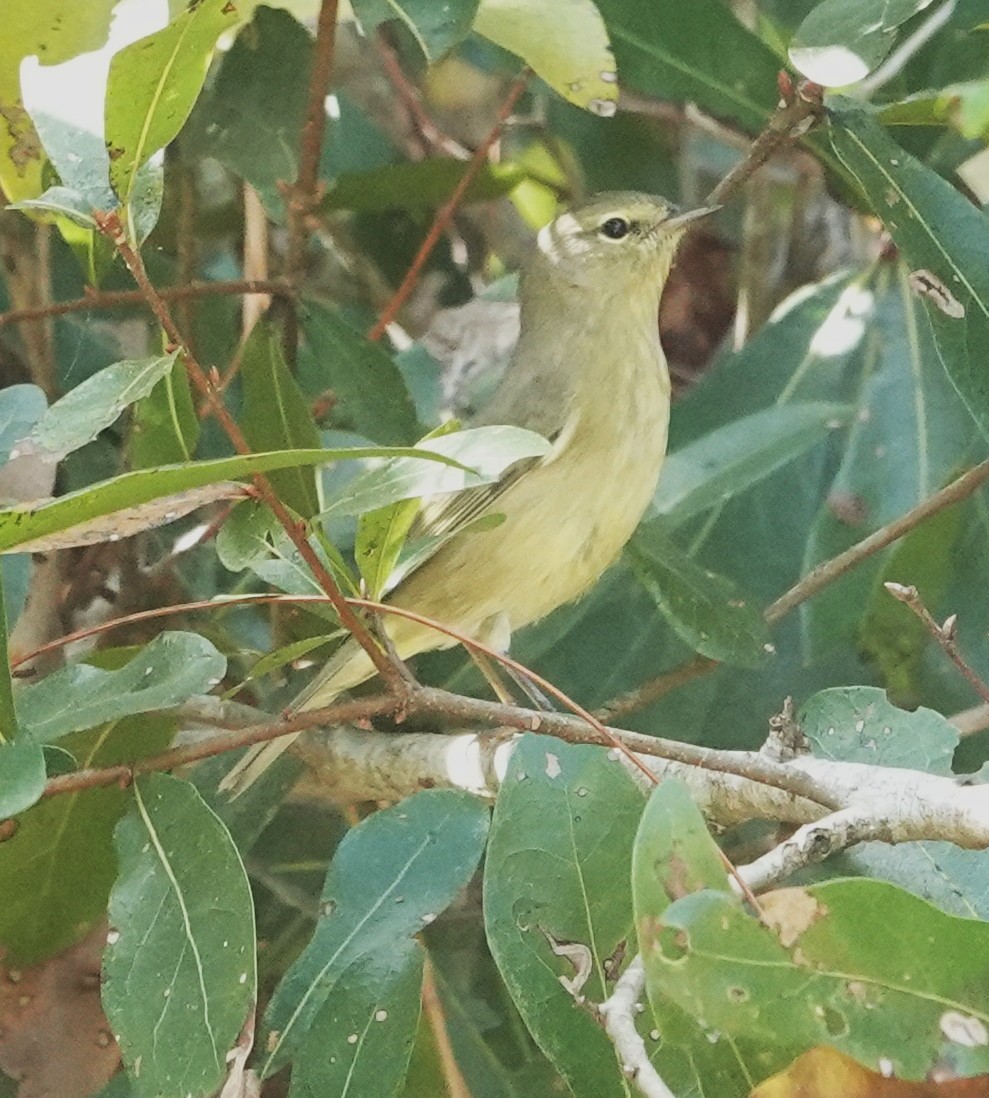 Orange-crowned Warbler - ML645418122
