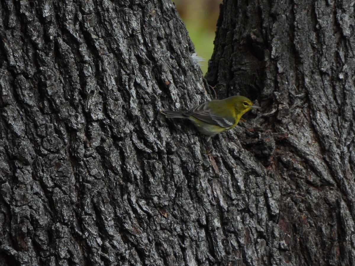Pine Warbler - ML645418124