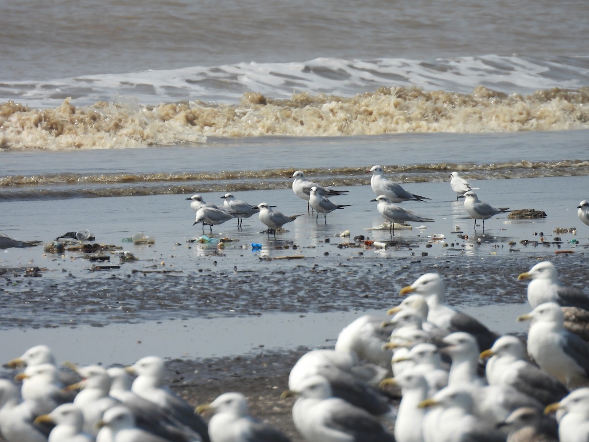 鷗嘴燕鷗 - ML645418125