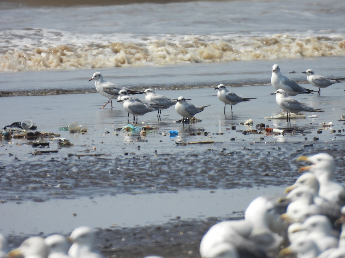 鷗嘴燕鷗 - ML645418126