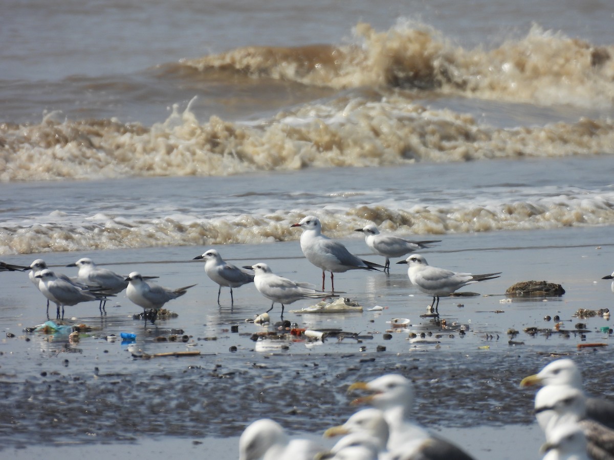 鷗嘴燕鷗 - ML645418127