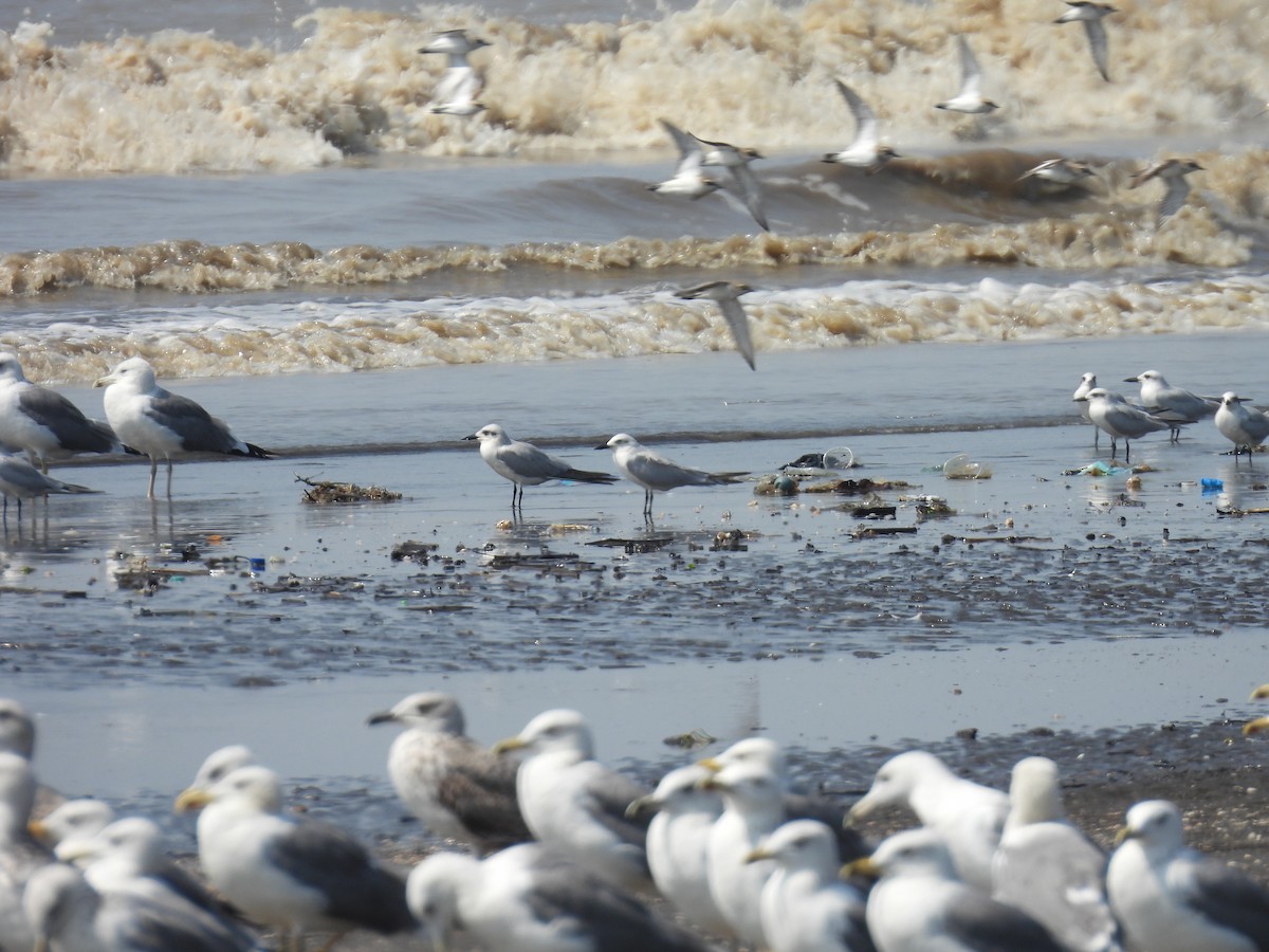 鷗嘴燕鷗 - ML645418128