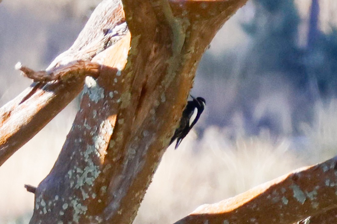 Williamson's Sapsucker - ML645418129