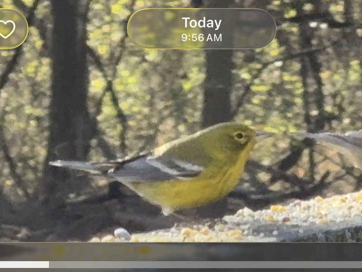 Pine Warbler - ML645418130