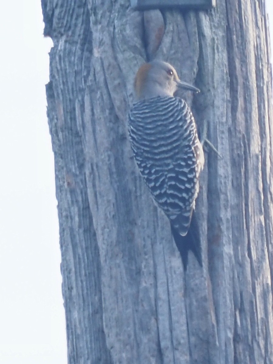 Golden-fronted Woodpecker - ML645418131