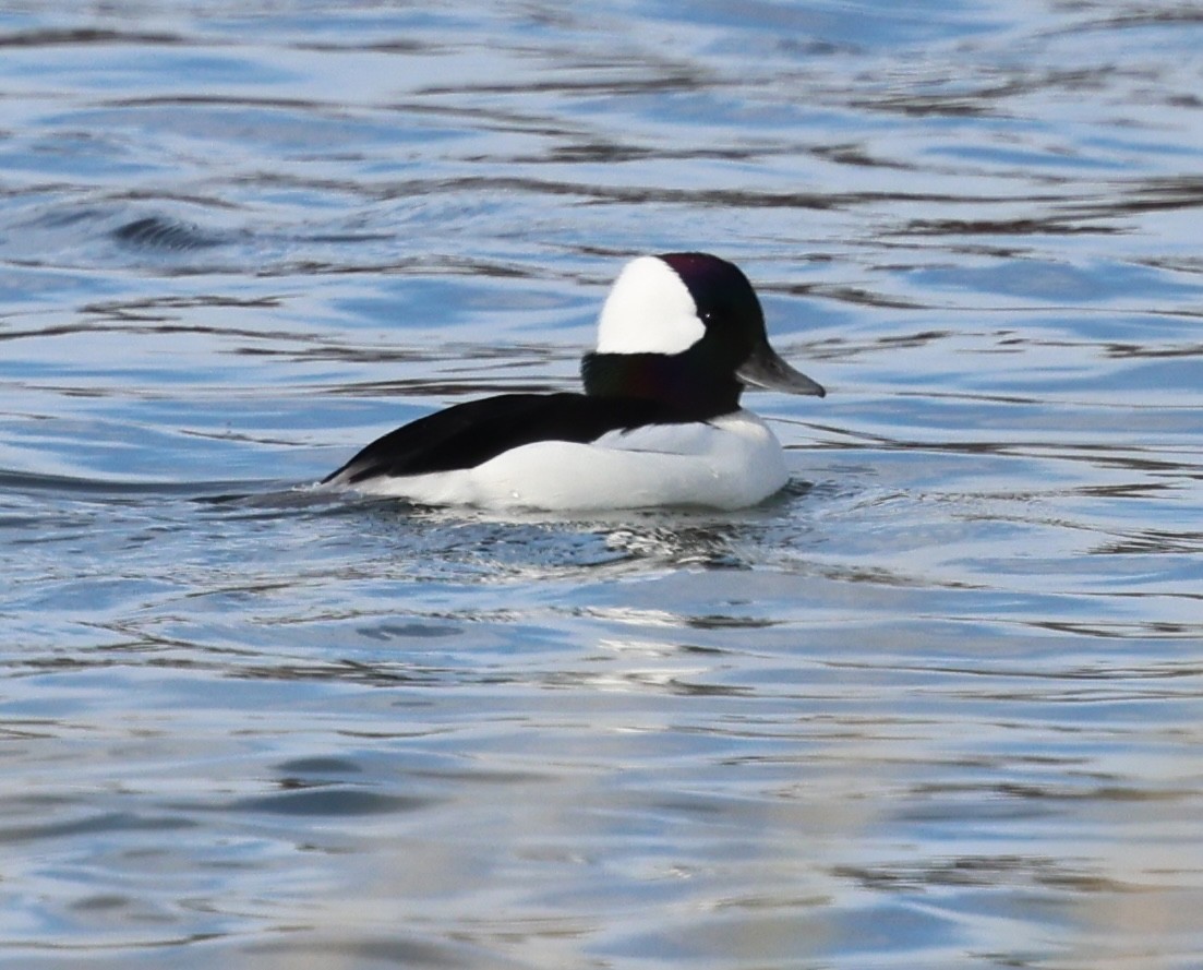 Bufflehead - ML645418133