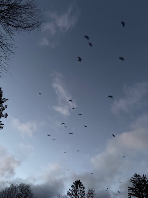 Black Vulture - ML645418134