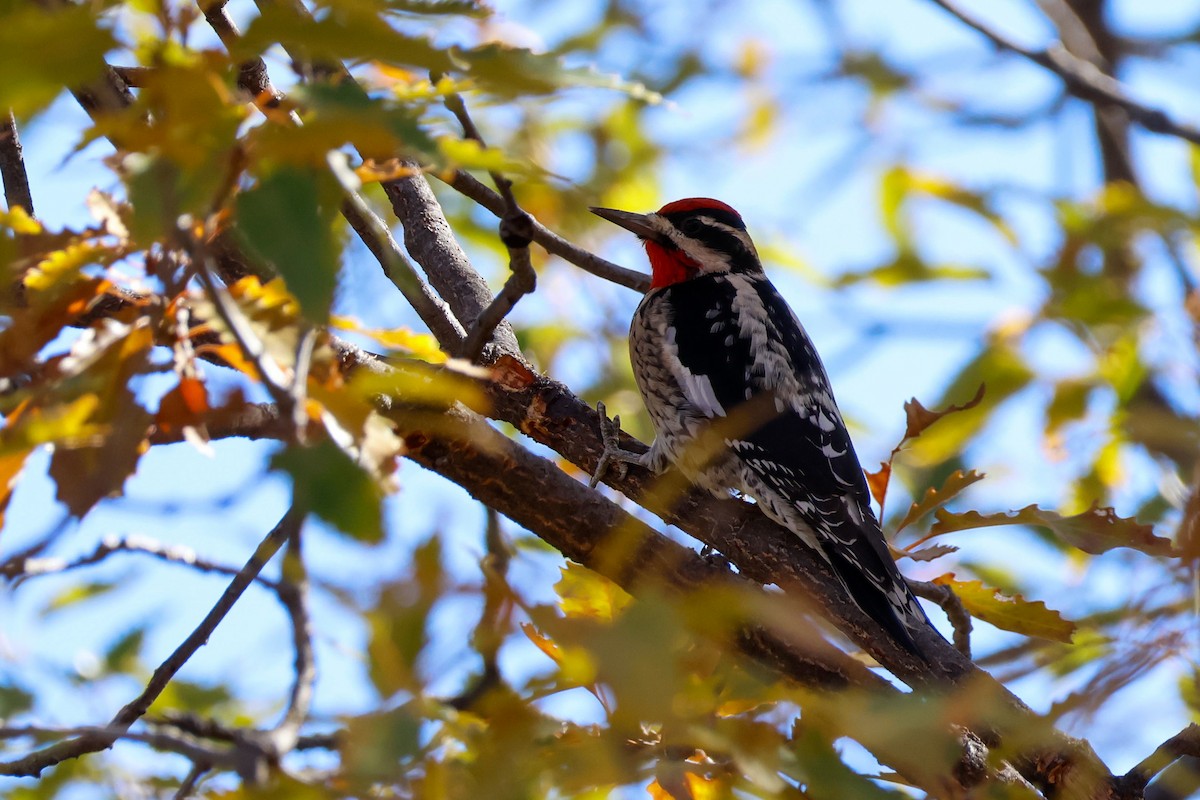Red-naped Sapsucker - ML645418135
