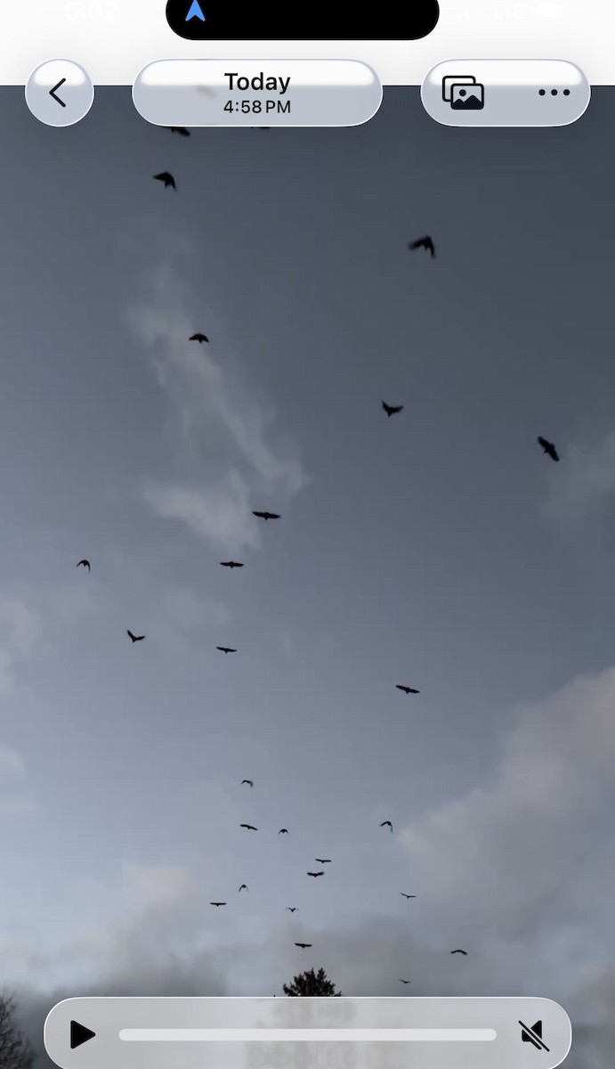 Black Vulture - ML645418136