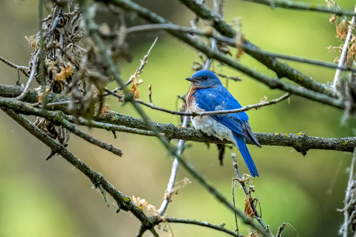 Eastern Bluebird - ML645418137
