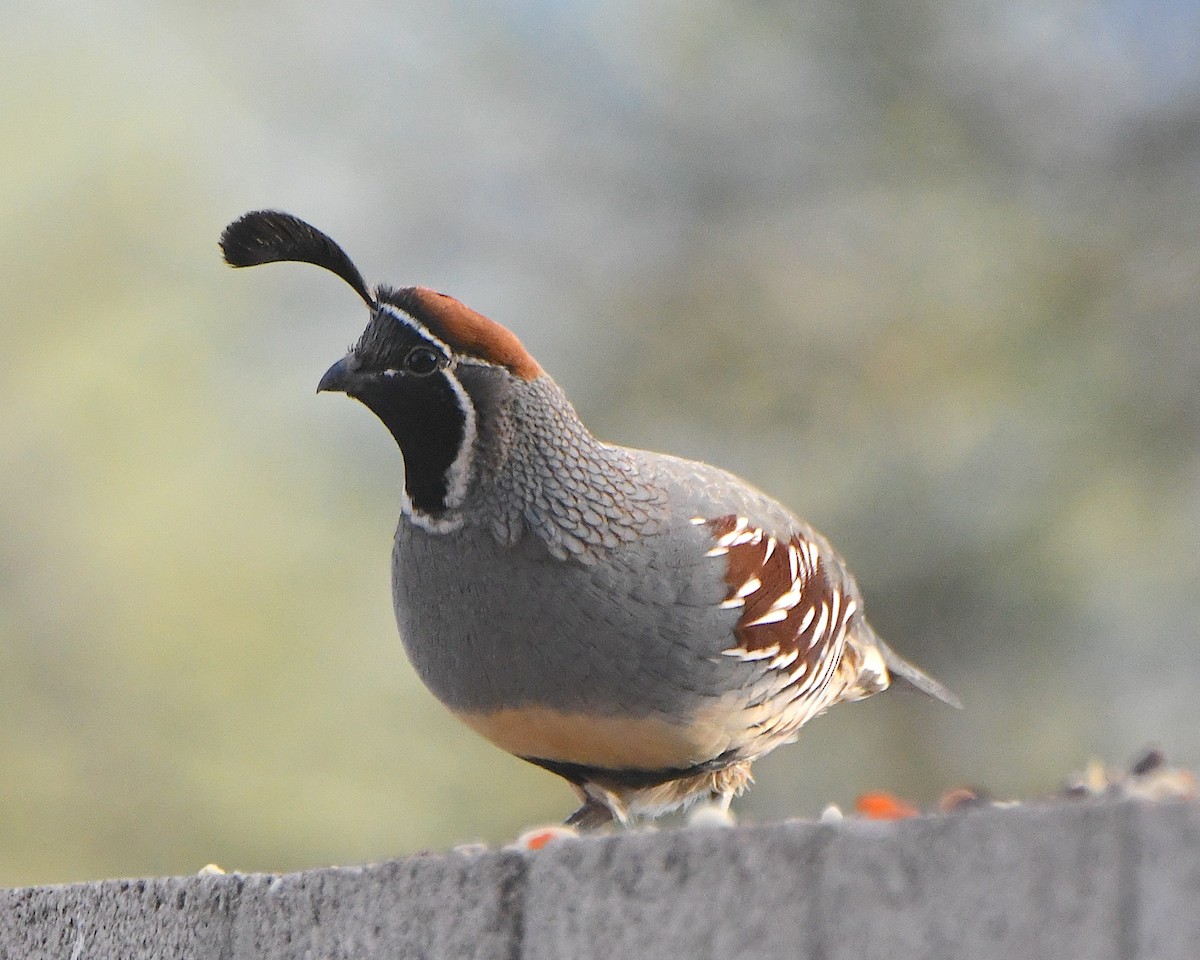 Gambel's Quail - ML645418138