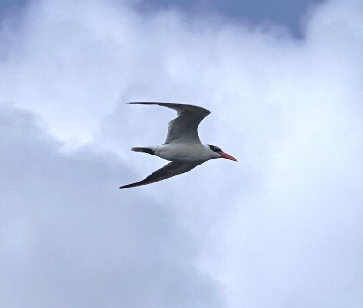 裏海燕鷗 - ML645418139