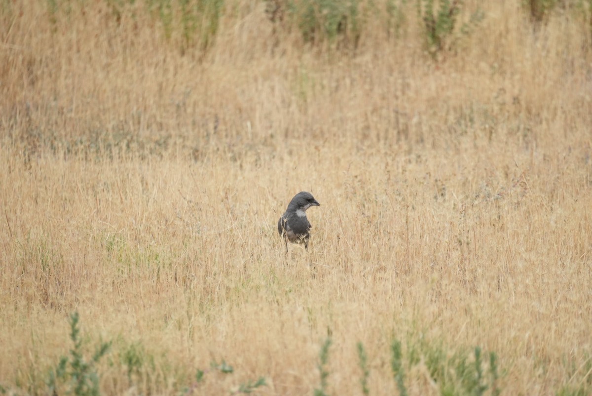 Diuca Finch - ML645418140